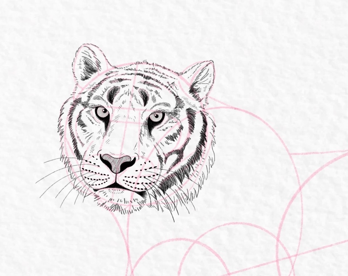 How to draw a tiger, step by step tutorial - step 38, cropped