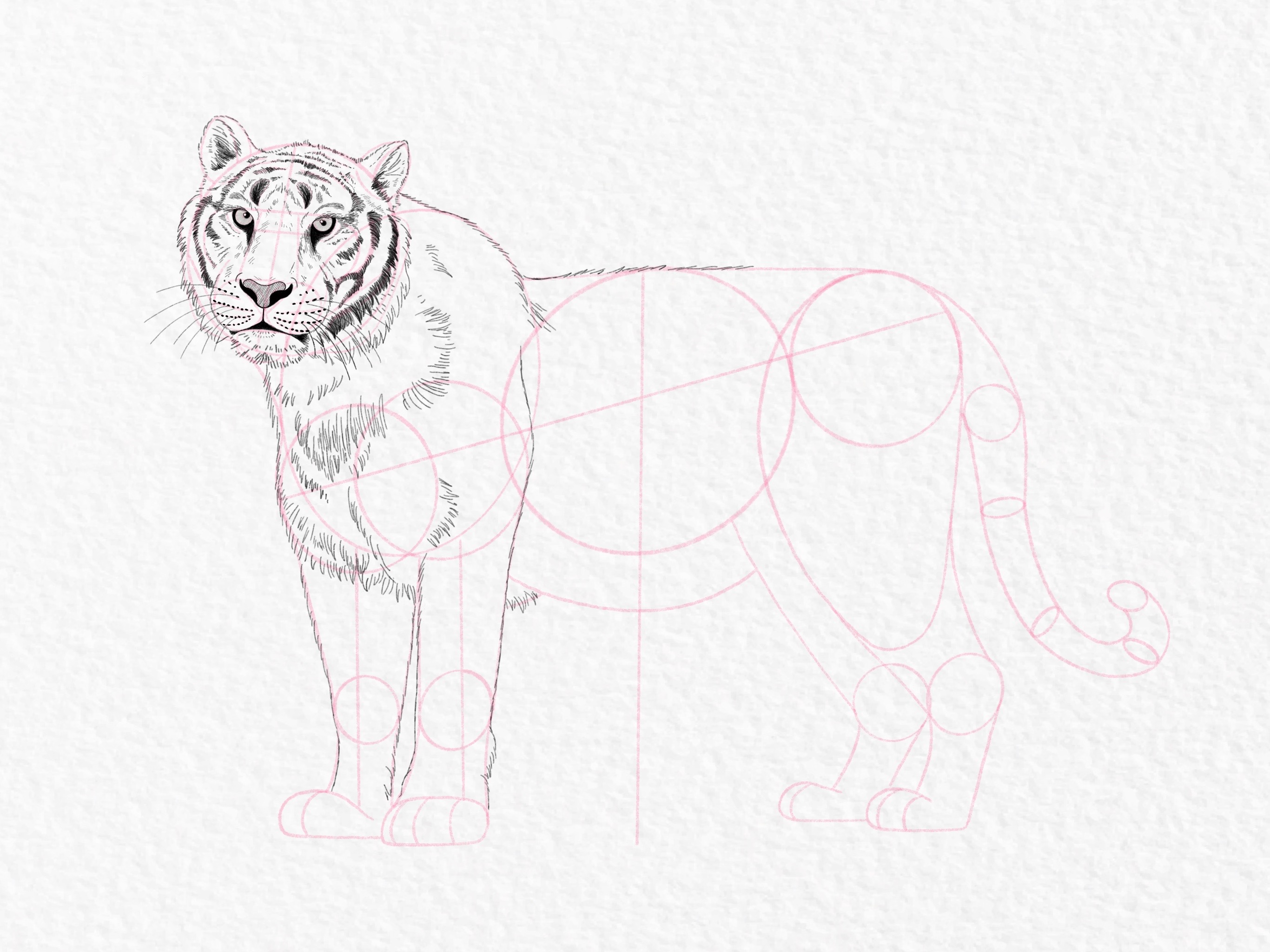 How to draw a tiger, step by step tutorial - step 39