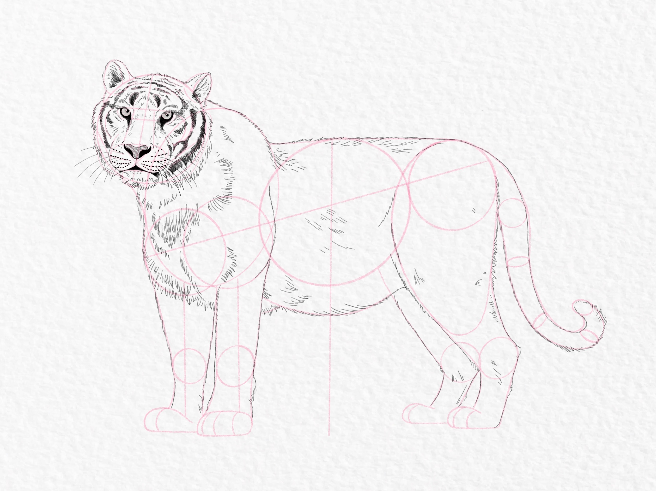 How to draw a tiger, step by step tutorial - step 40