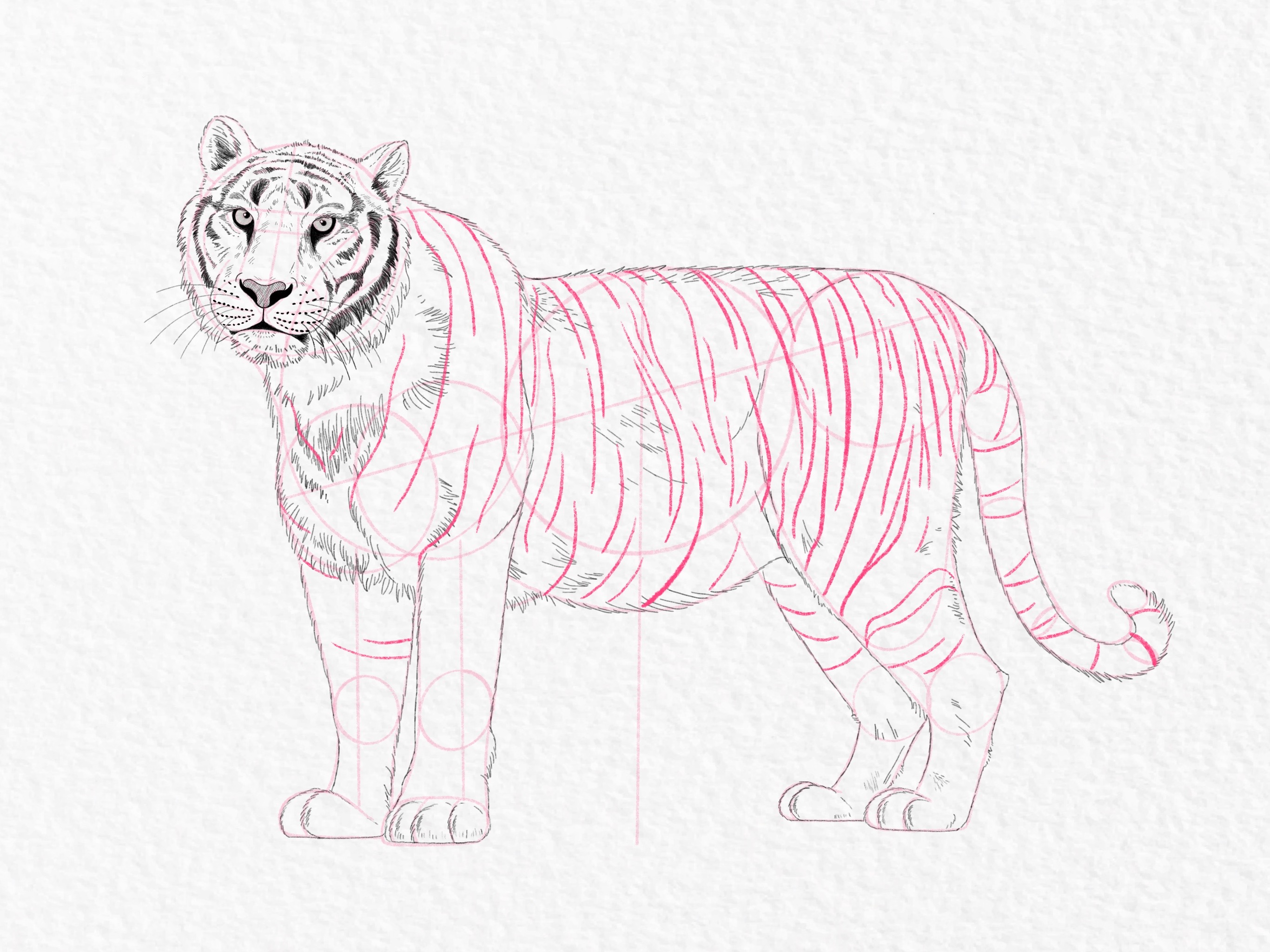 How to draw a tiger, step by step tutorial - step 42a