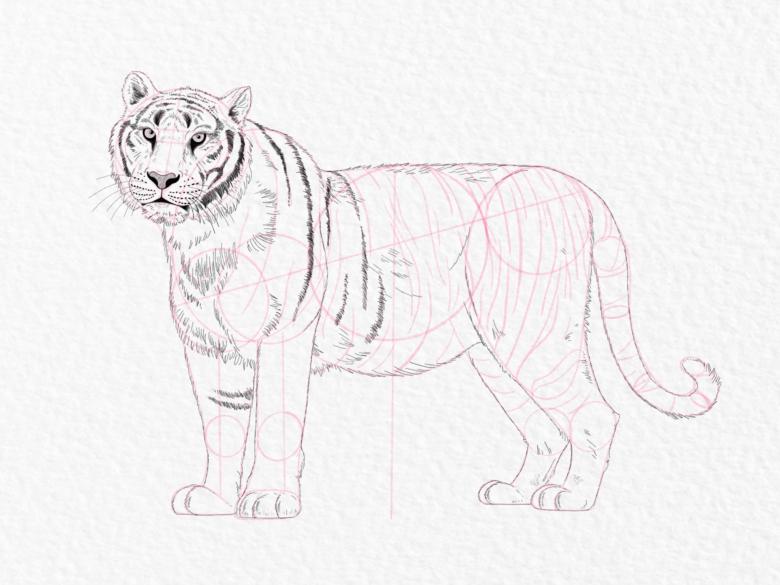 How to draw a tiger, step by step tutorial - step 43
