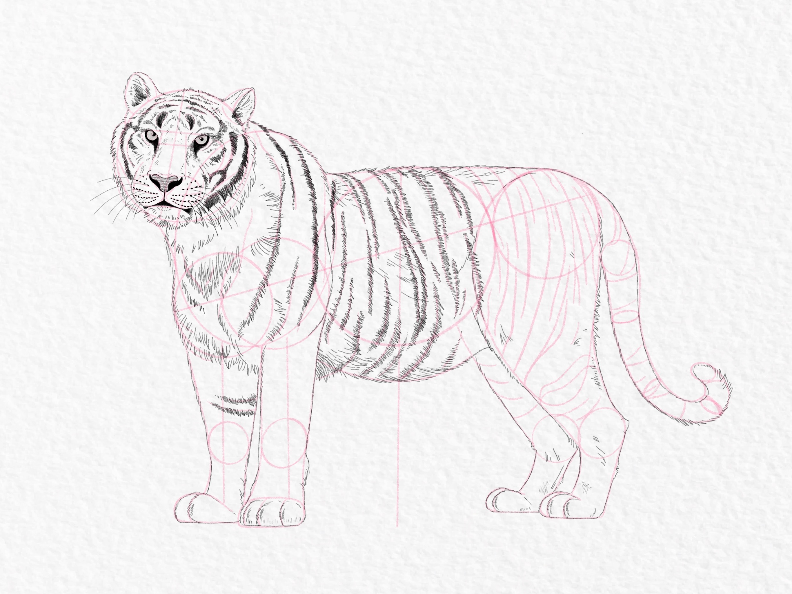 How to draw a tiger, step by step tutorial - step 44