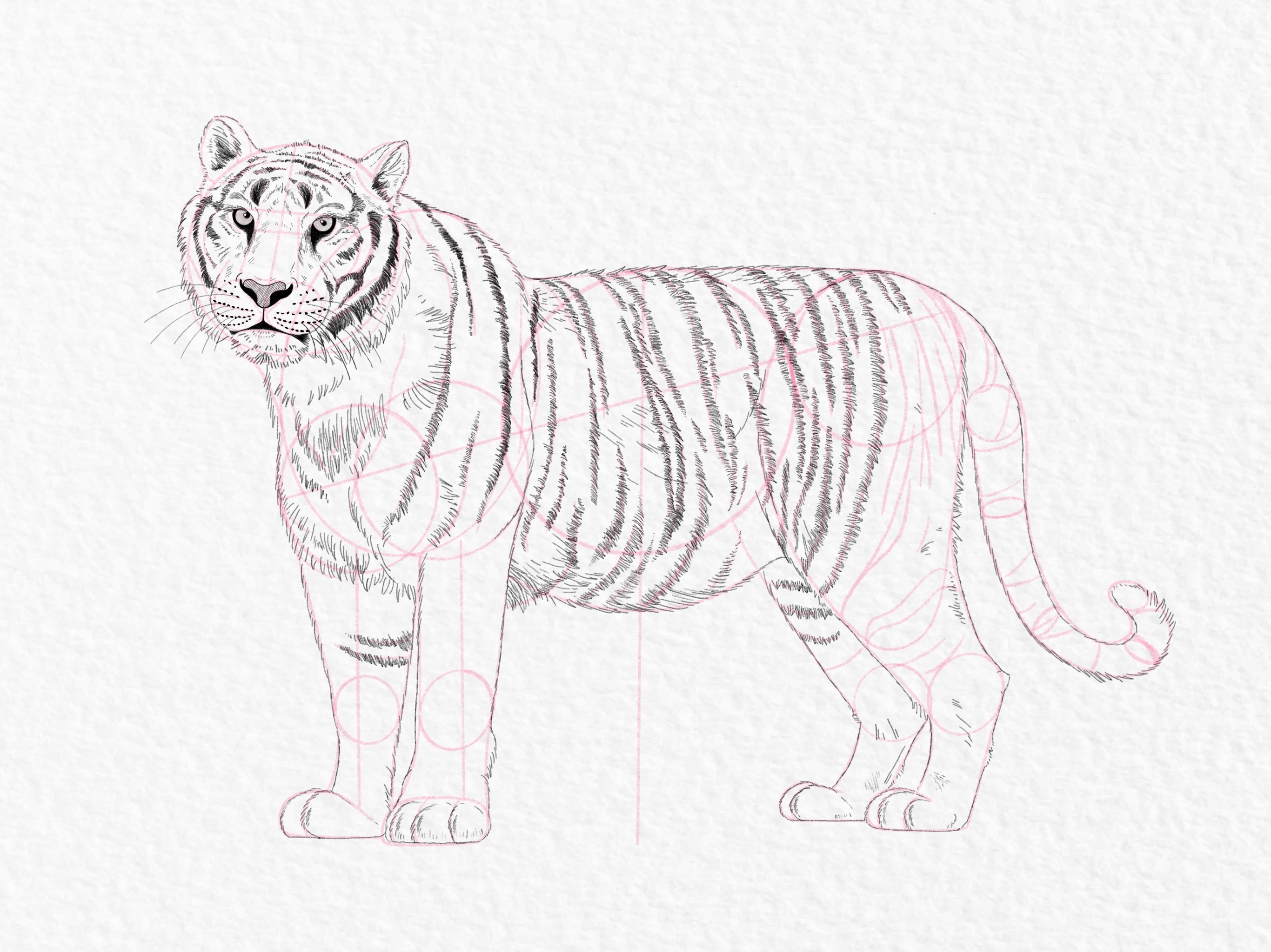 How to draw a tiger portrait | Step by step Drawing tutorials