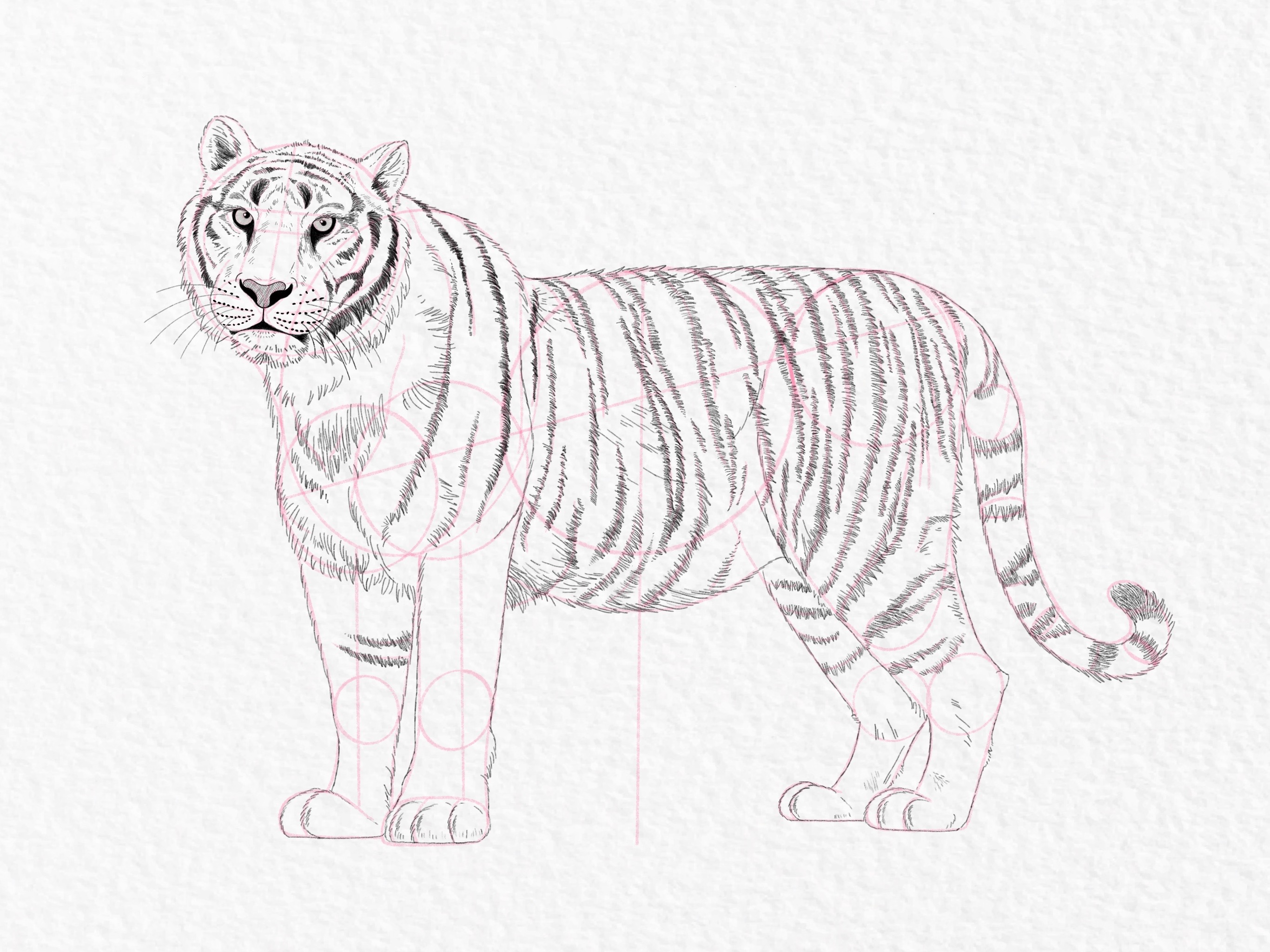How to draw a Baby Tiger step by step drawings for beginners