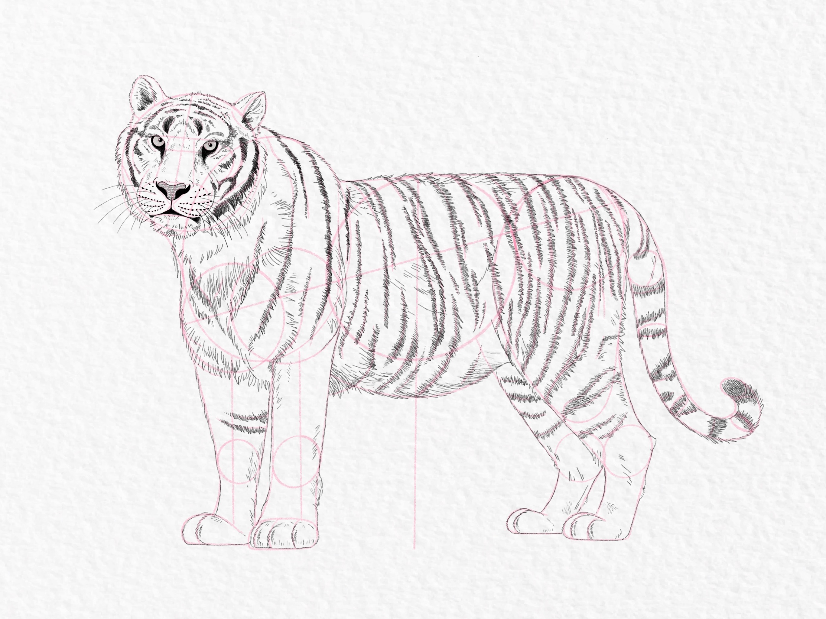 How to draw a tiger, step by step tutorial - step 47