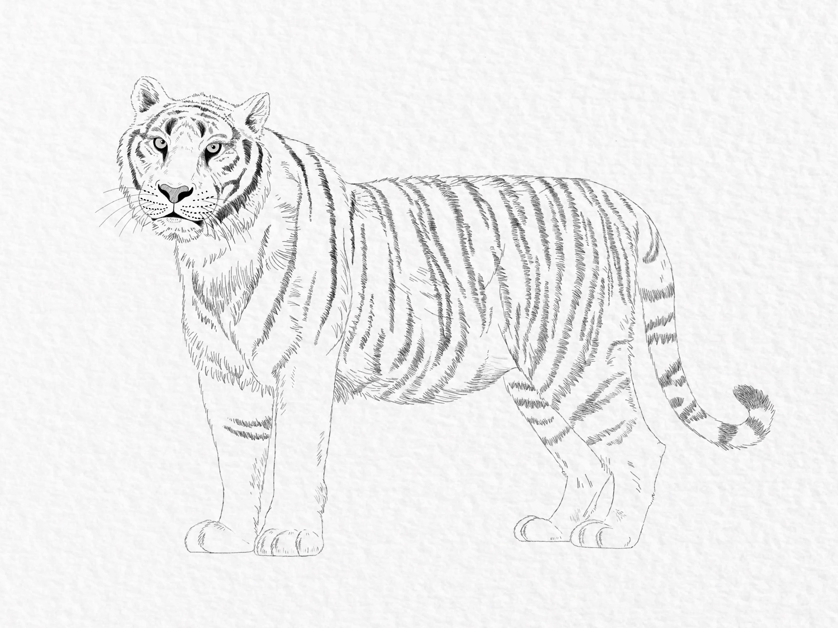 How to draw a tiger, step by step tutorial - step 48