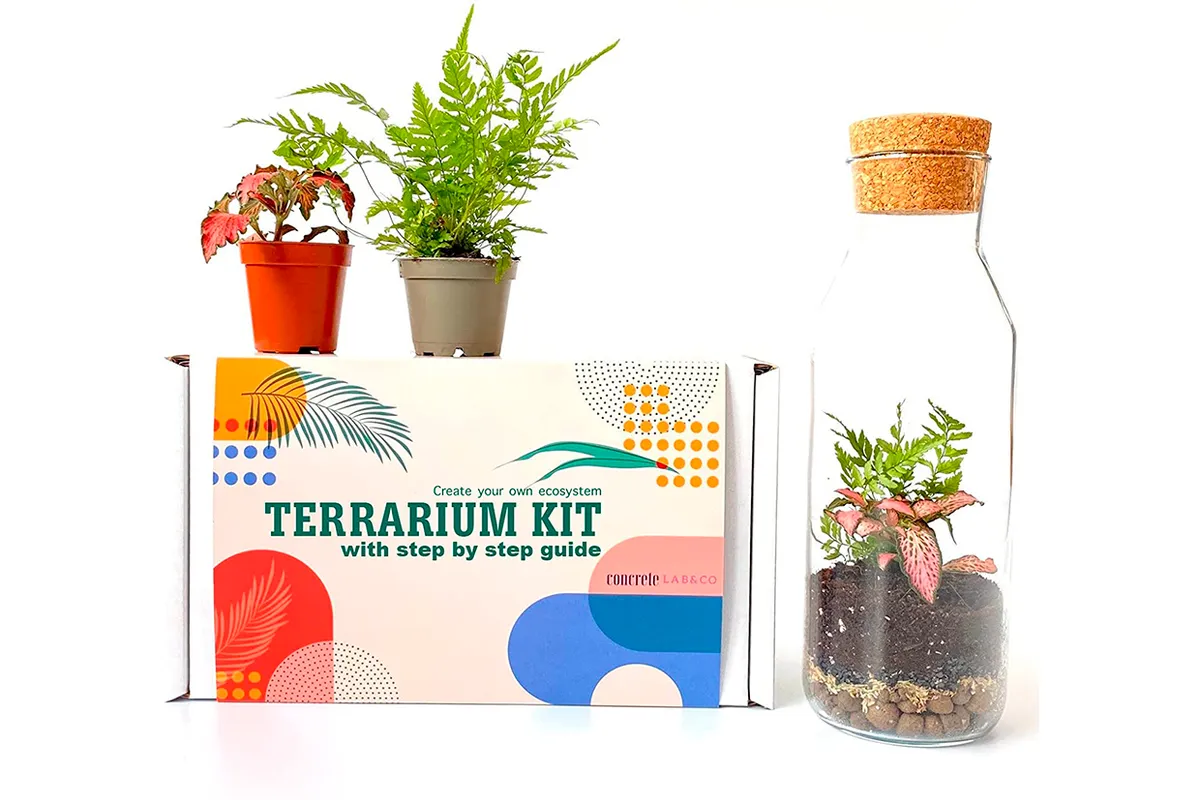 ConcreteLab Terrarium Kit ferns