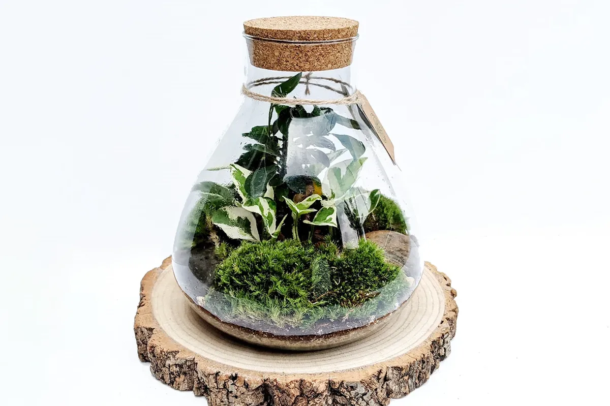 Go green in 2024 with the best terrarium kits for adults - Gathered