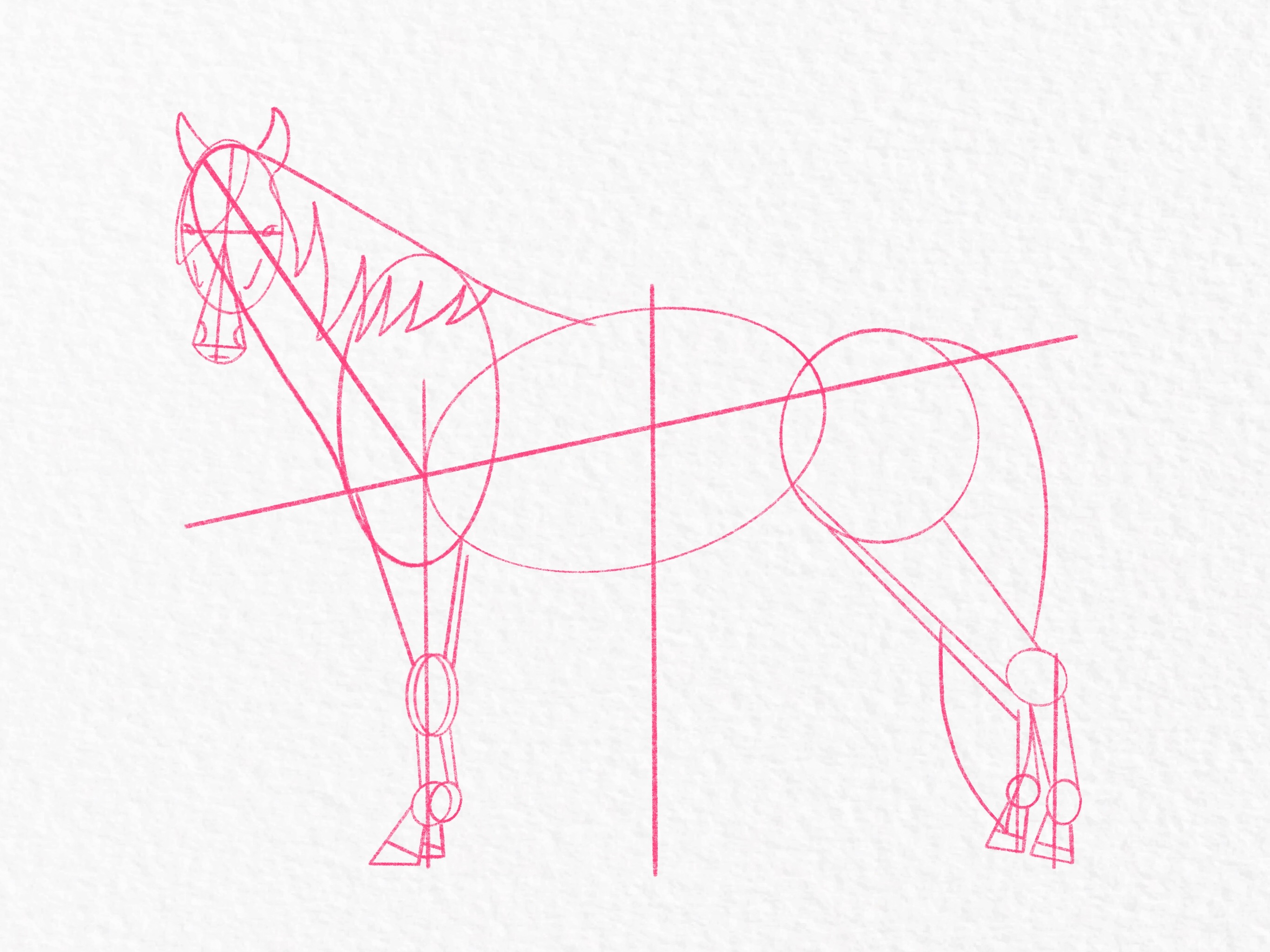 How to draw a horse - step 27