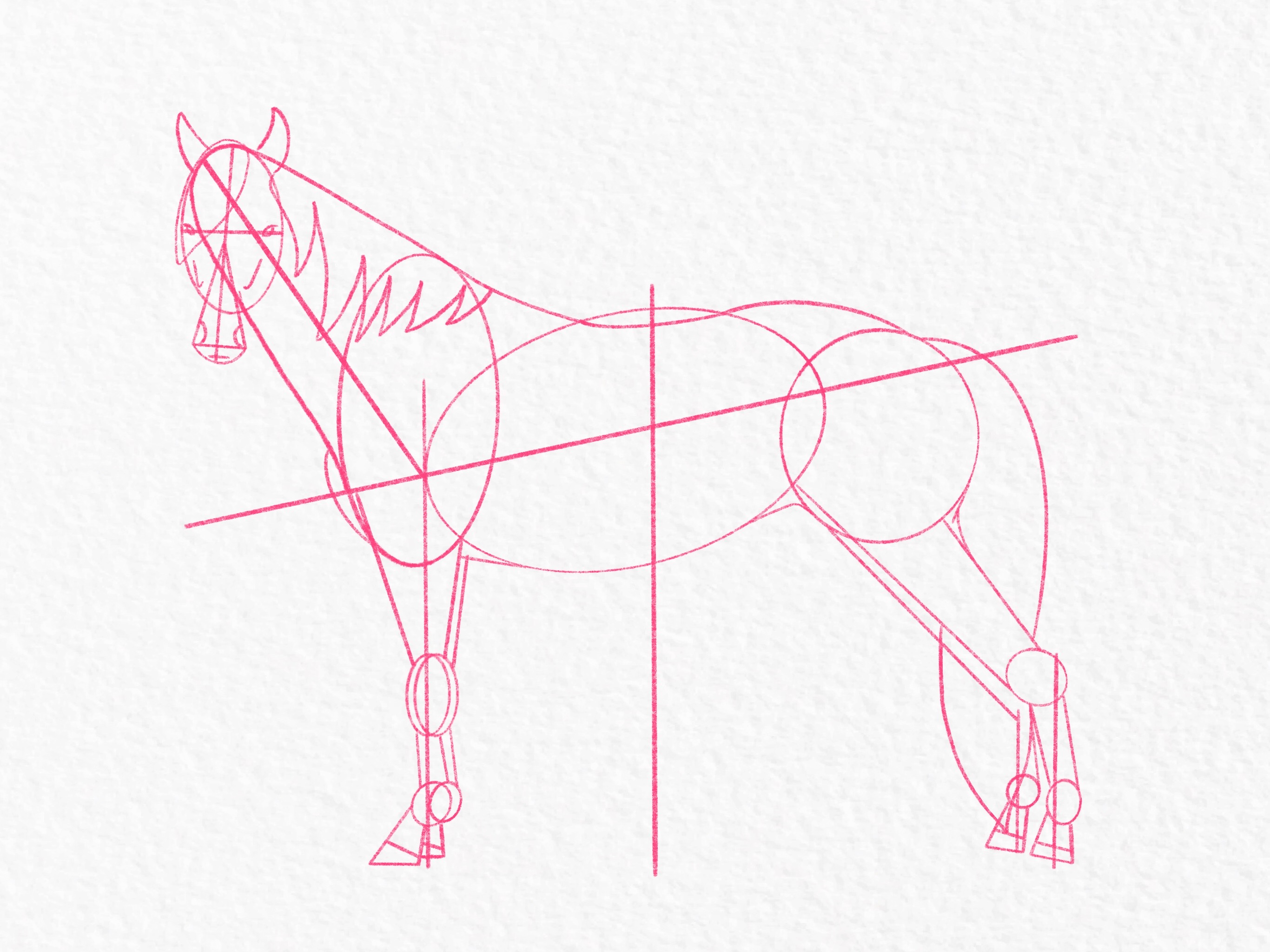 How to draw a horse - step 29b