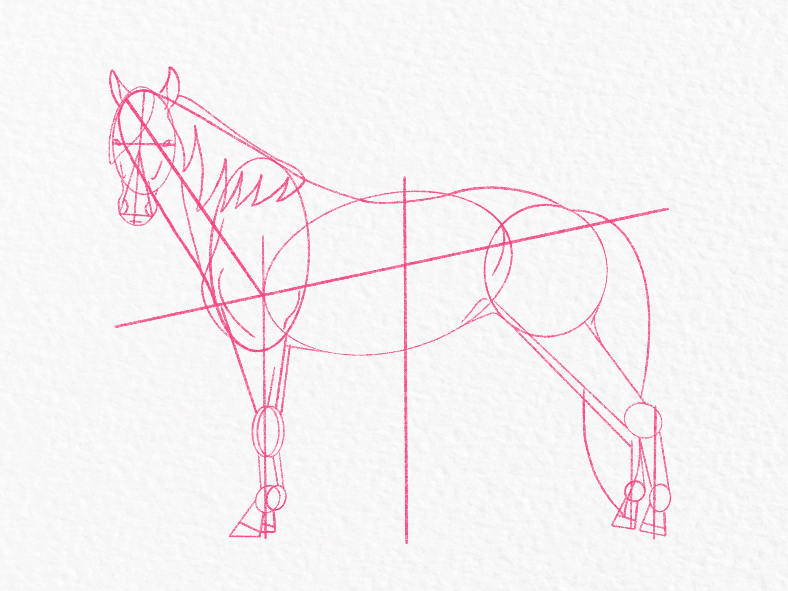 How to draw a horse - step 30