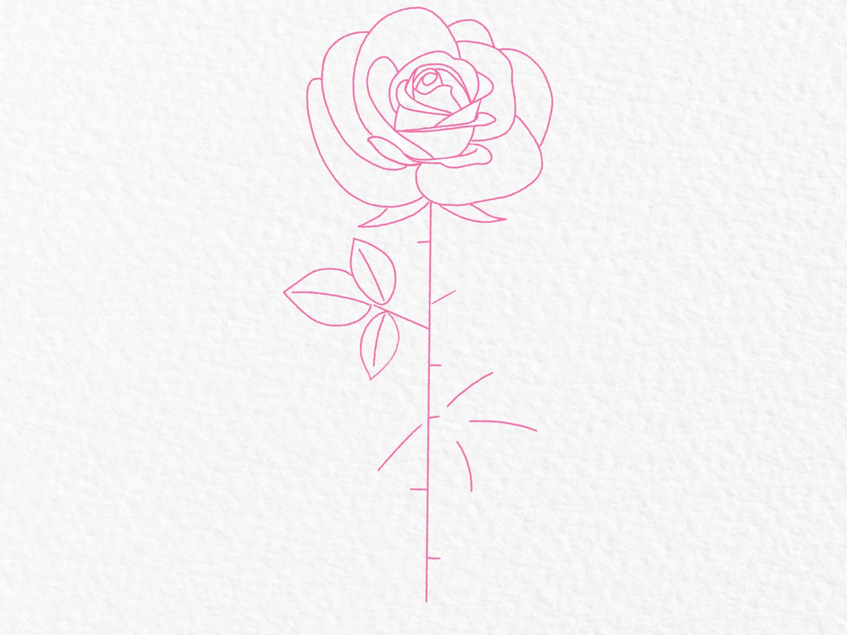 How to draw a rose, step by step drawing tutorial - step 24