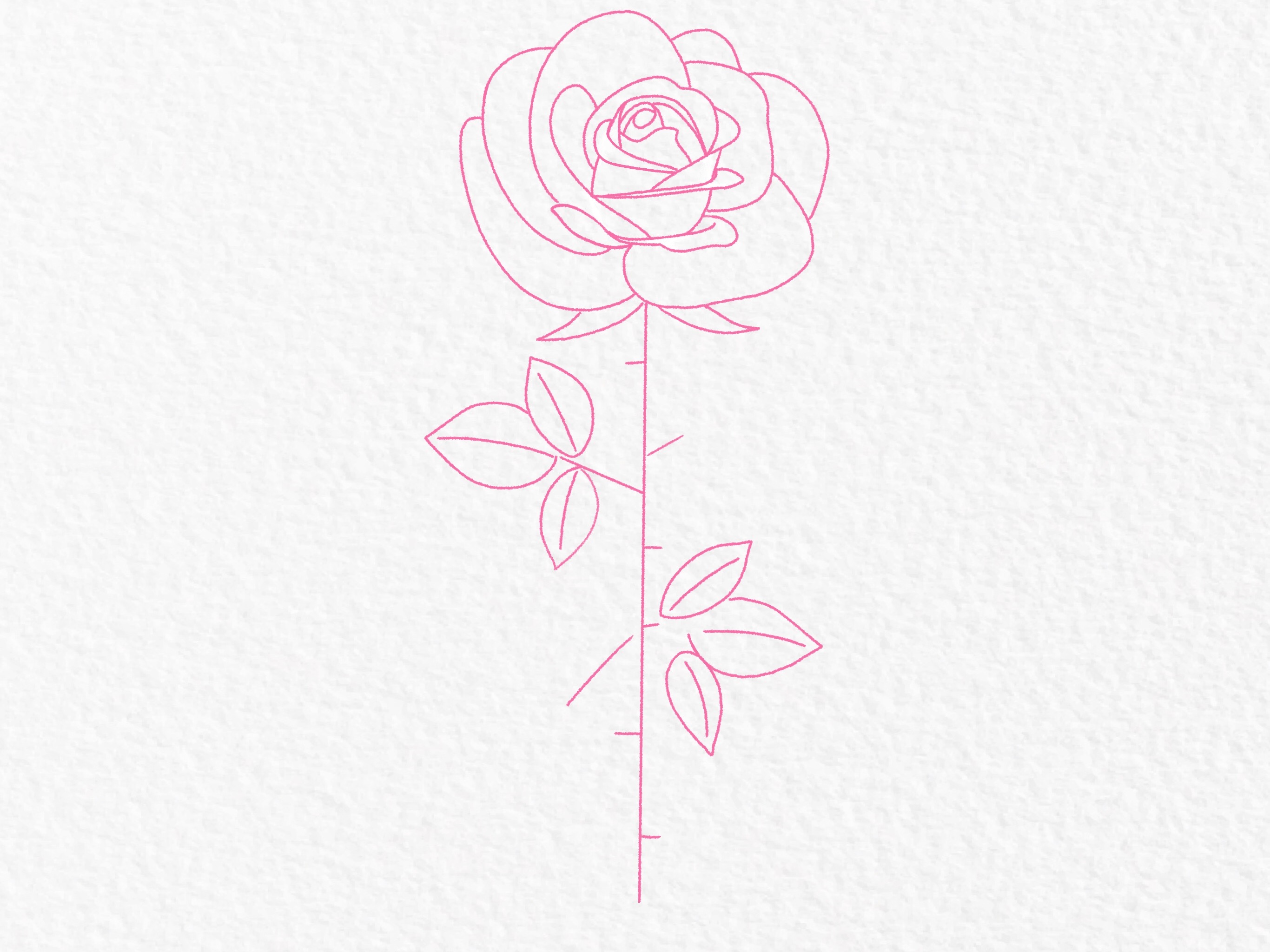 How to draw a rose, step by step drawing tutorial - step 25