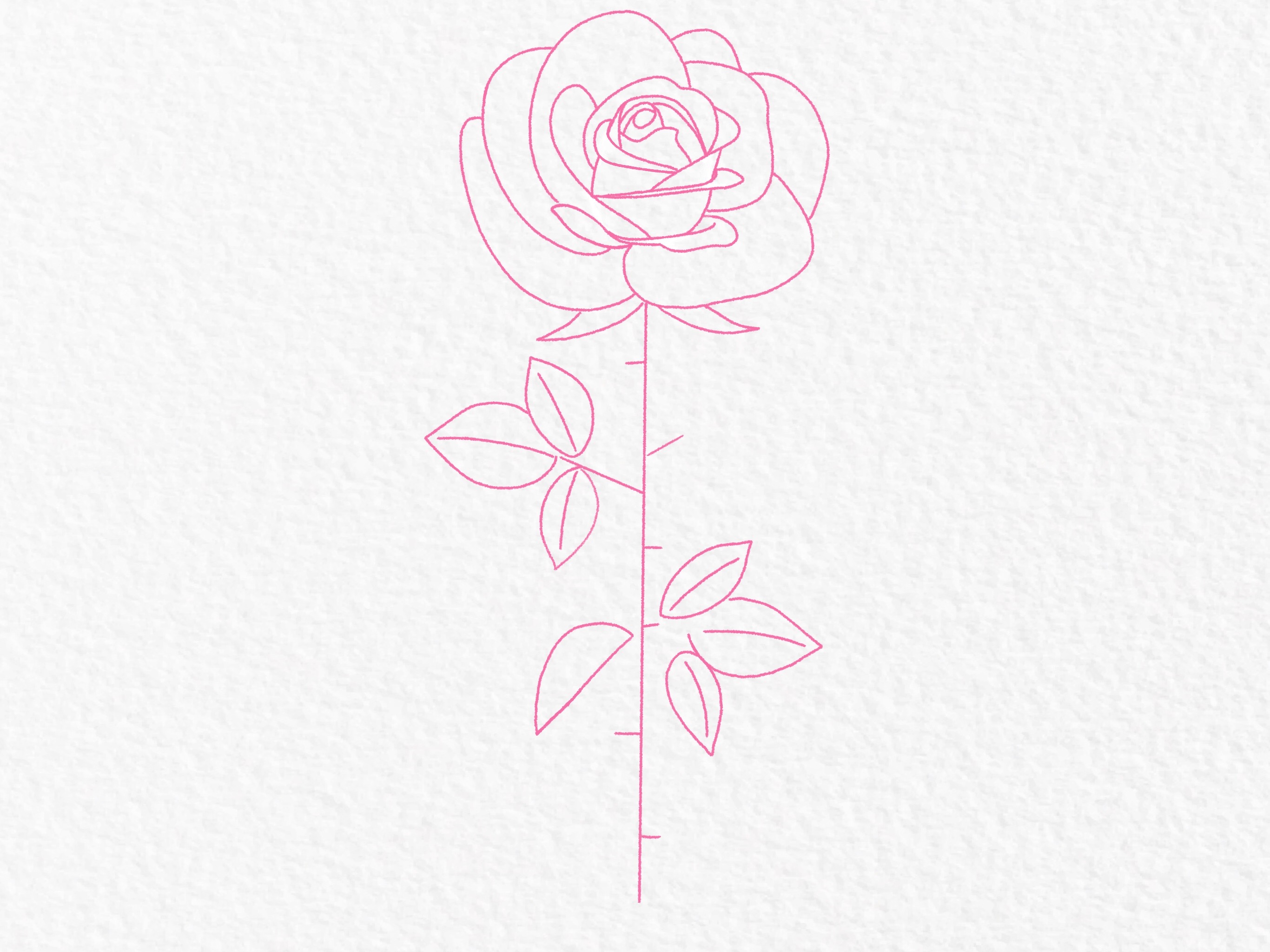 How to draw a rose, step by step drawing tutorial - step 26
