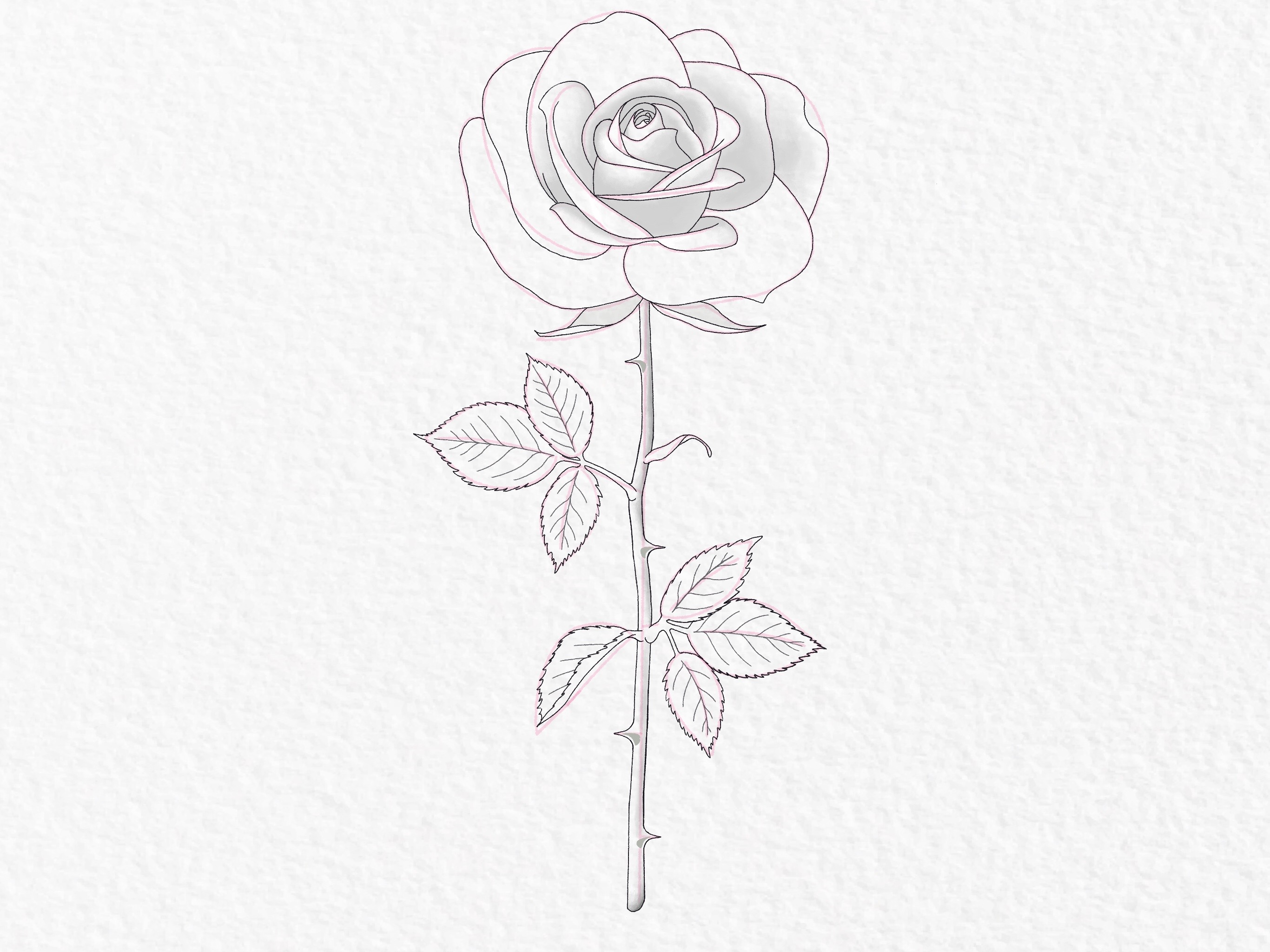 Rose line drawing - simple flower sketch. 20 Art Print by Siret Margaret |  Society6