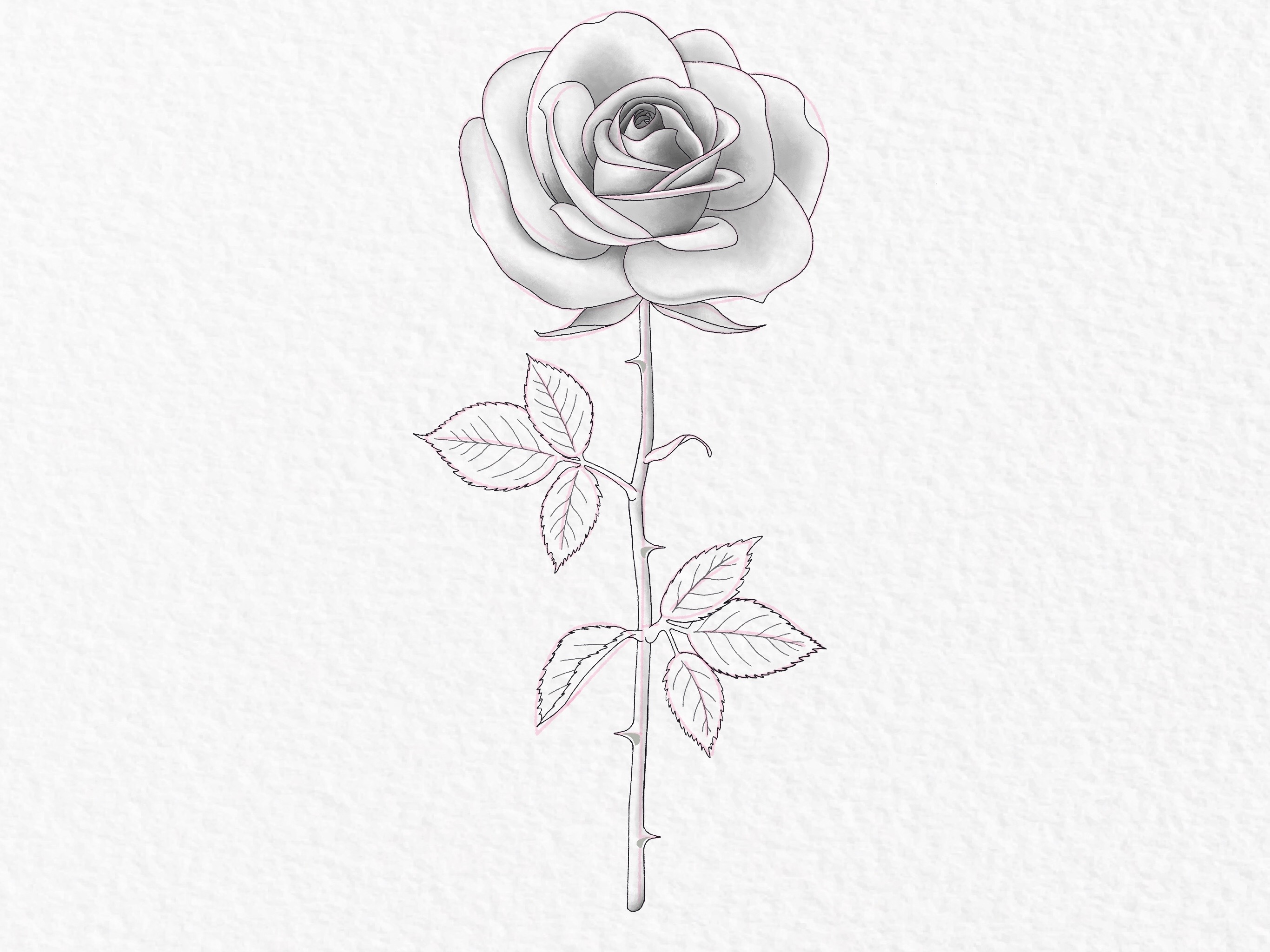 Hand Drawn Red Rose on White Background Stock Photo - Image of decoupage,  paintings: 33558118