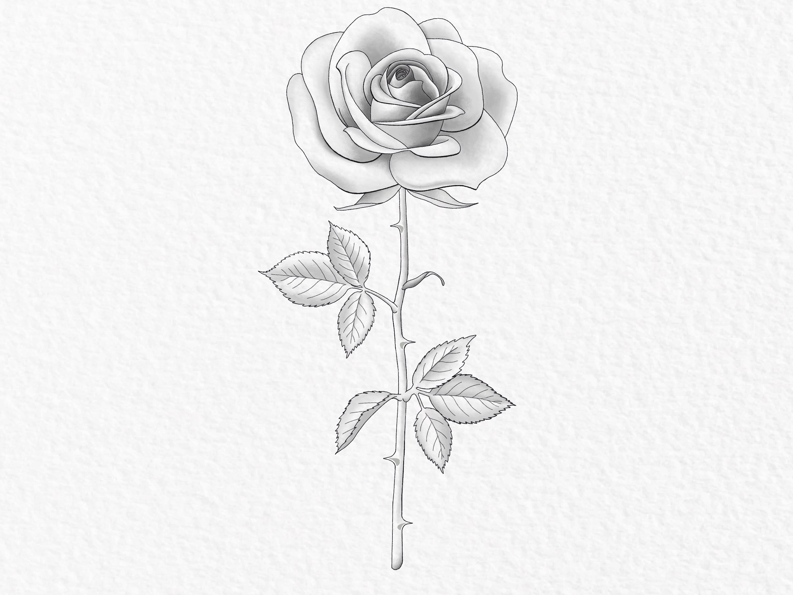 DesignArt Beautiful Rose Illustration Drawing On Canvas Print | Wayfair