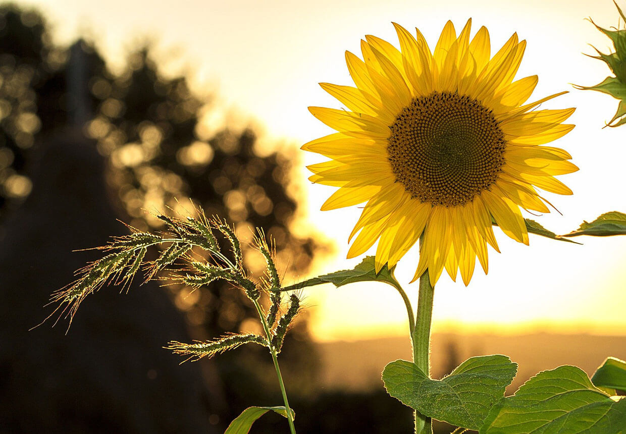 Sunflower stock image