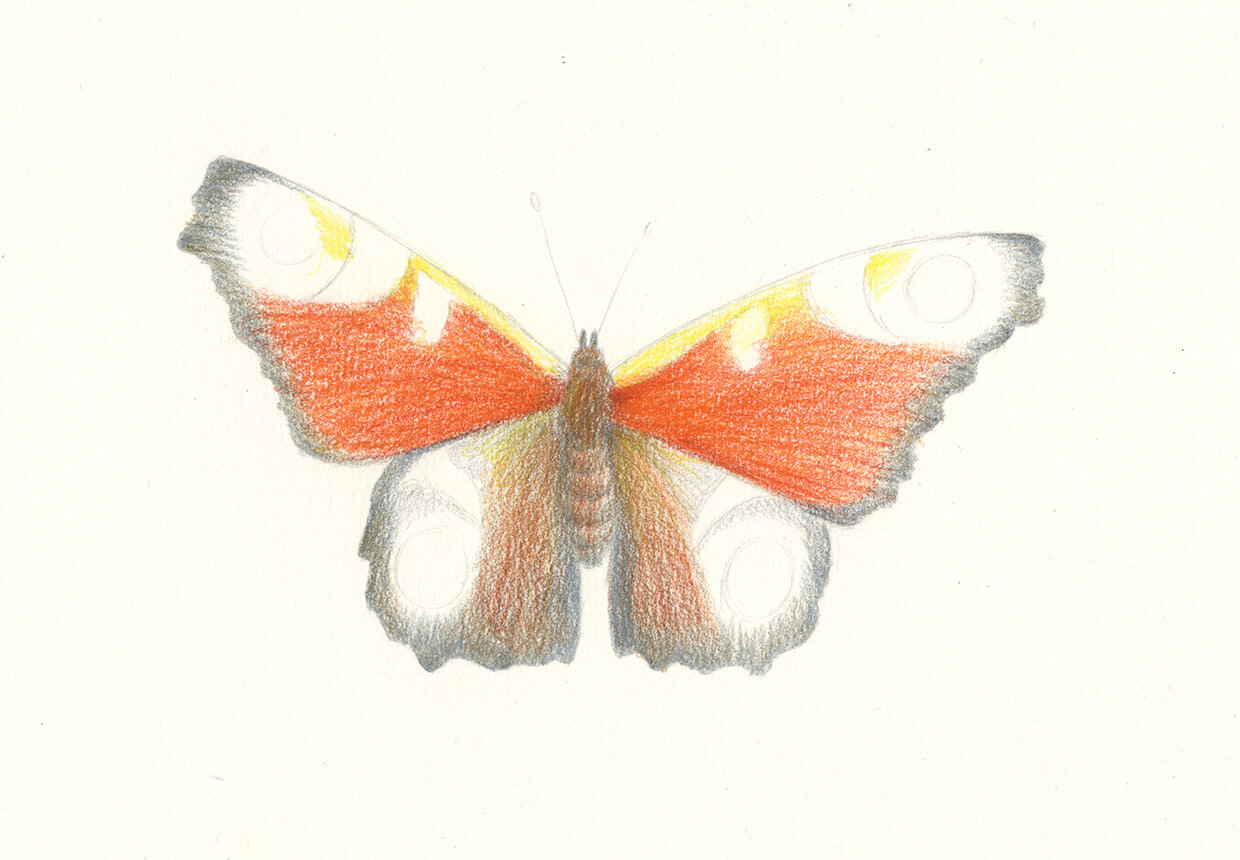 Beautiful Flowers Butterfly Colored Pencil Drawing Stock Illustration  25566082 | Shutterstock