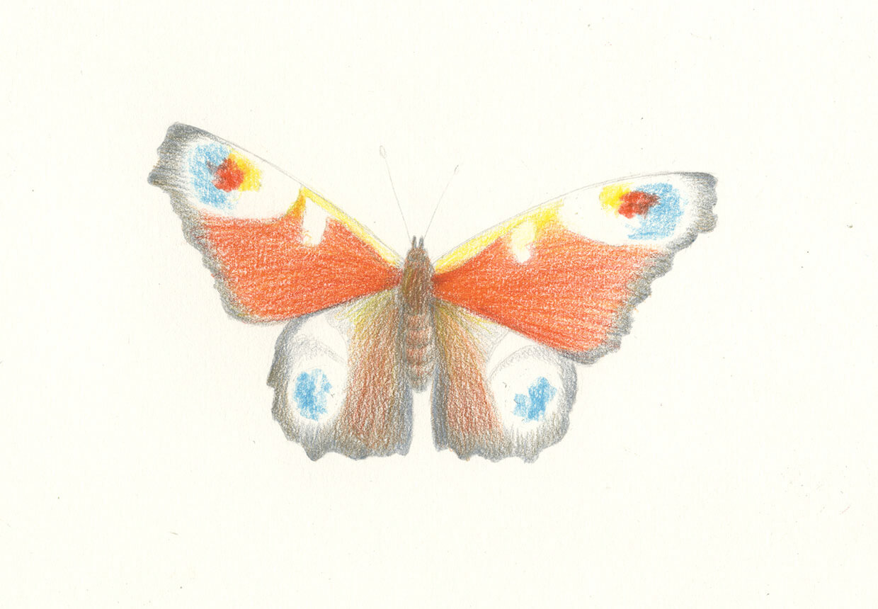 Blue butterfly by VicksterXP | Blue butterfly tattoo, Butterfly drawing,  Purple butterfly tattoo