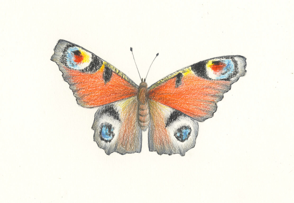 Butterfly - Drawing Skill-vinhomehanoi.com.vn