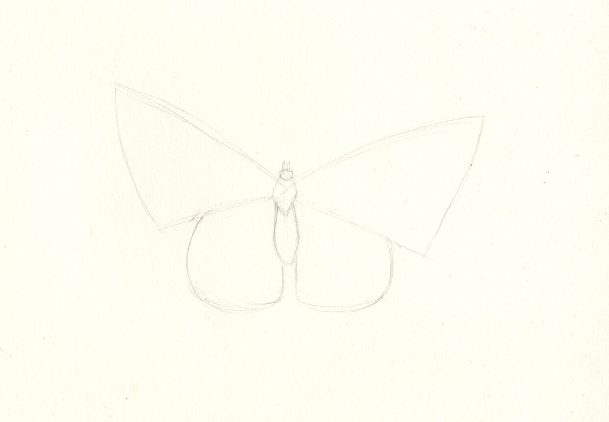 Step 5 – drawing the butterfly’s head