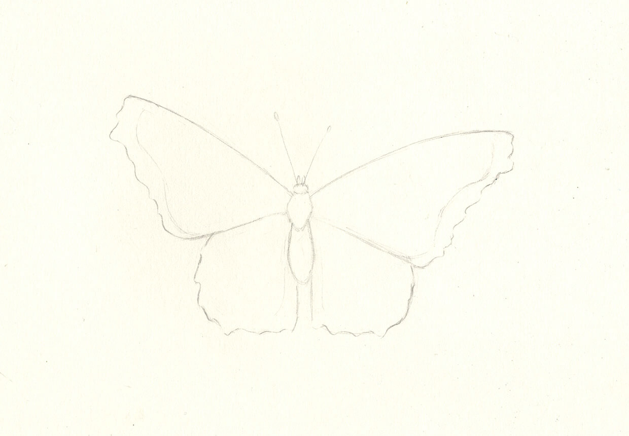 Makes a beautiful butterfly pencil drawing : r/drawing