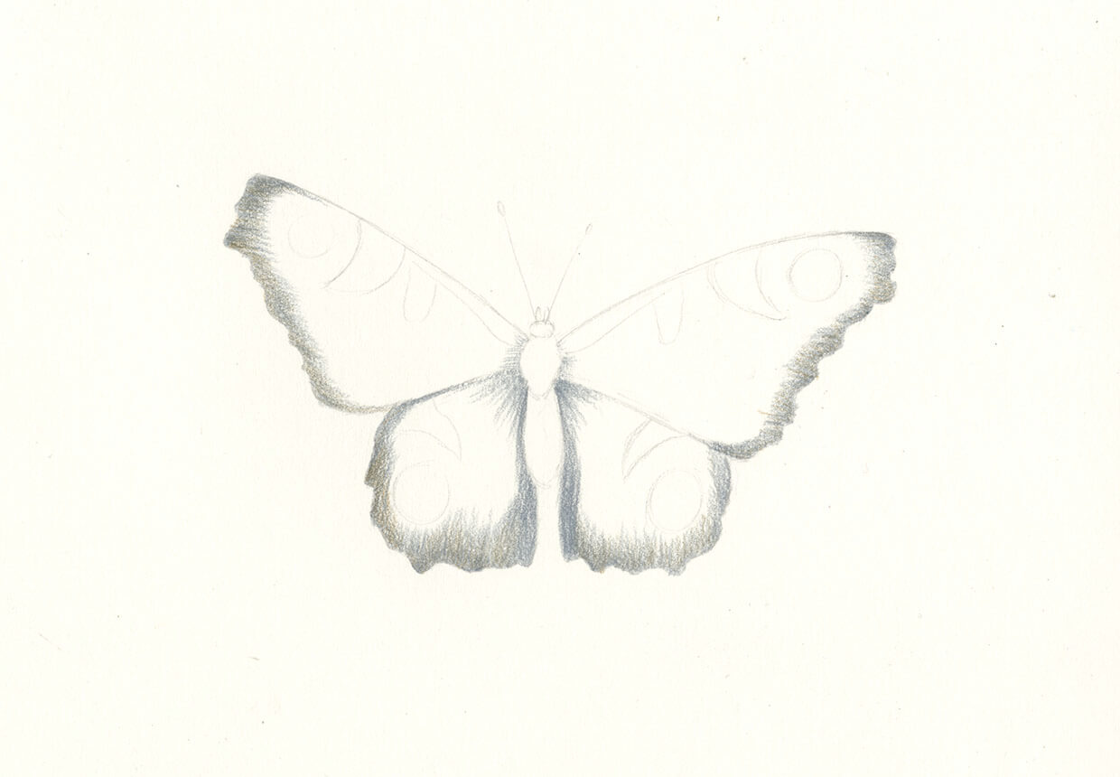 Step 9 – adding grey shading to your butterfly