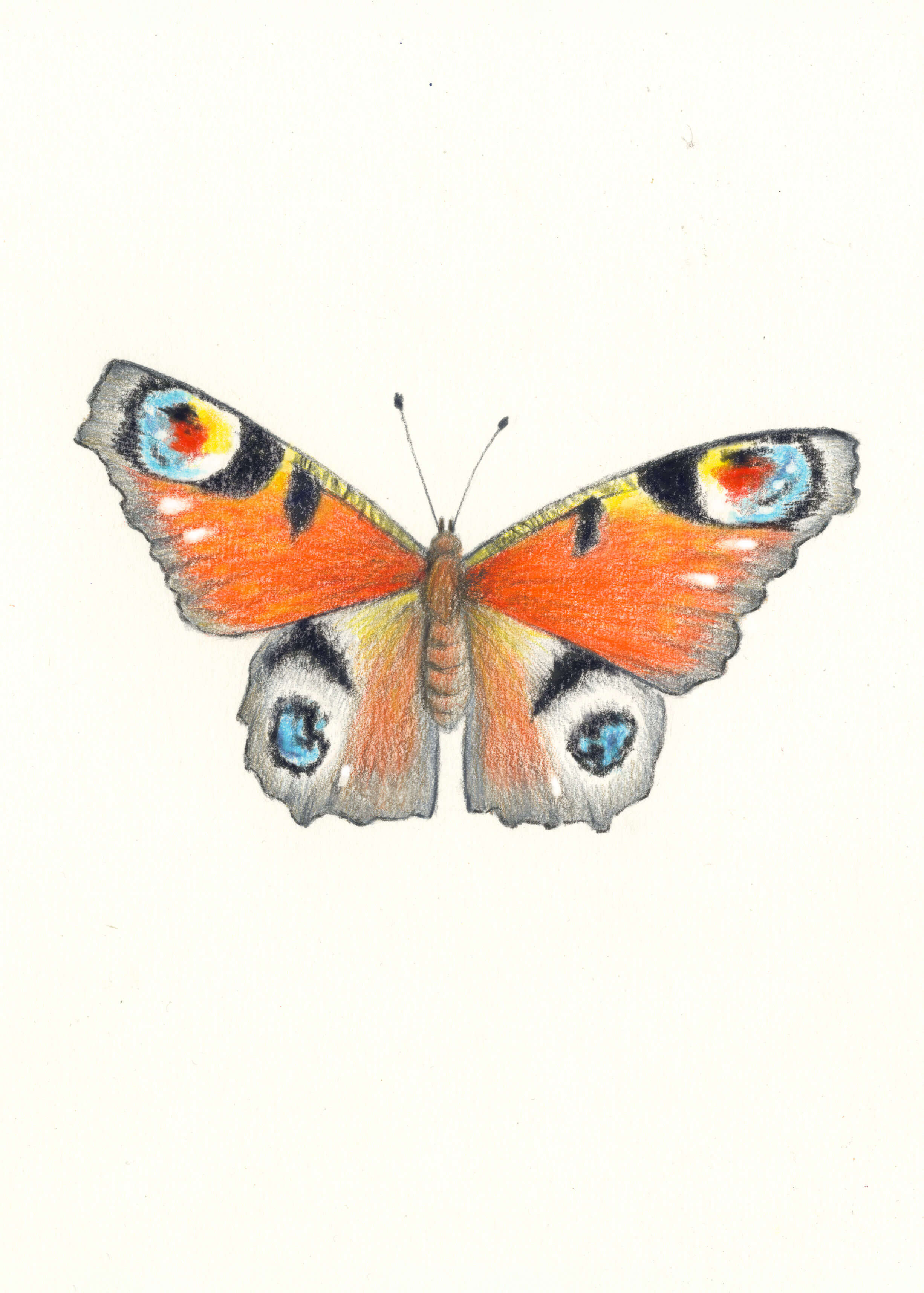 Finished butterfly drawing