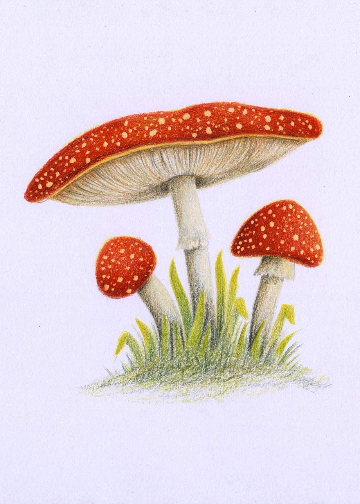 Mushroom Drawing Easy! - The Graphics Fairy