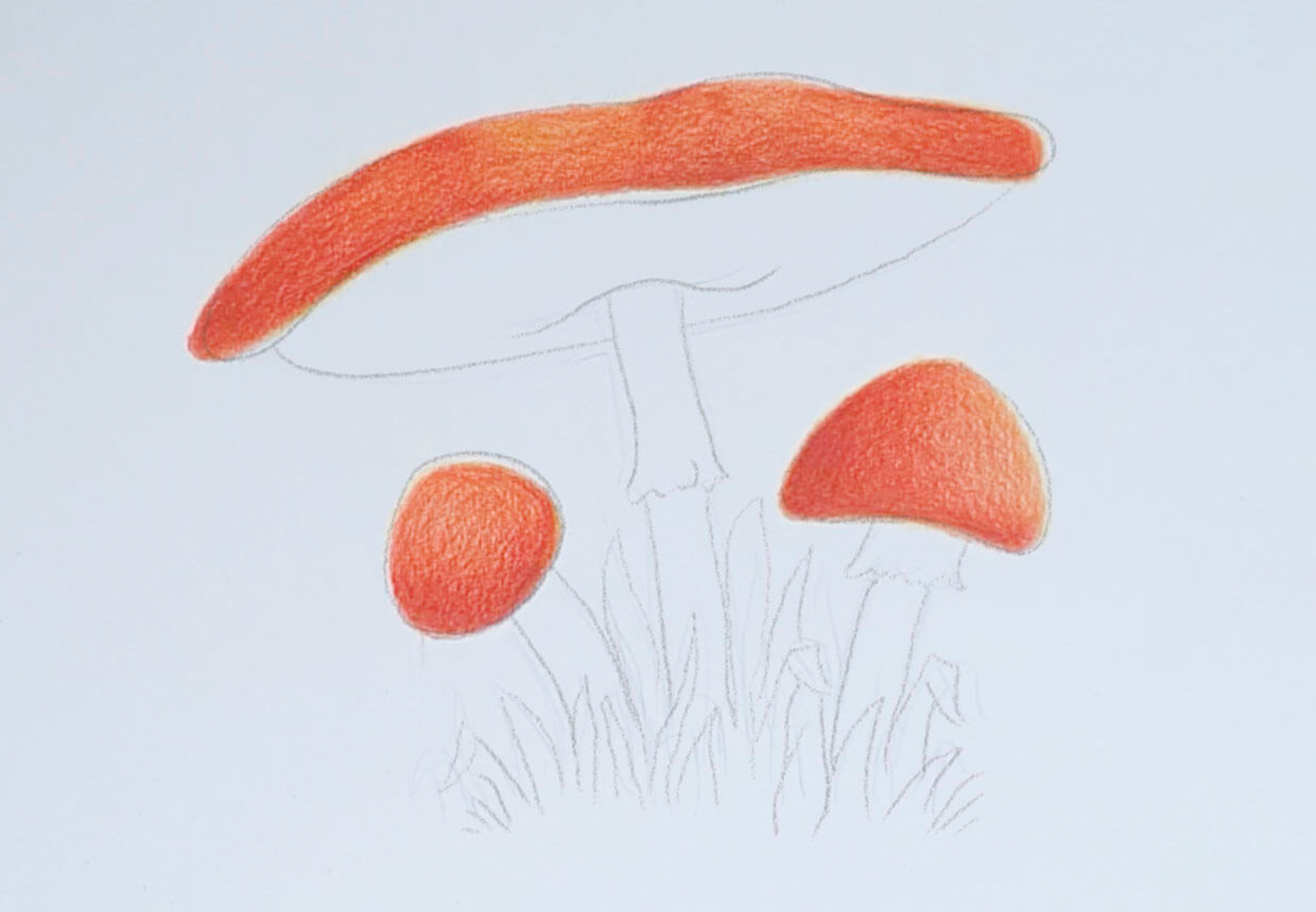 Mushroom Colour Drawing Illustration Vector Stock Vector (Royalty Free)  1467971699 | Shutterstock