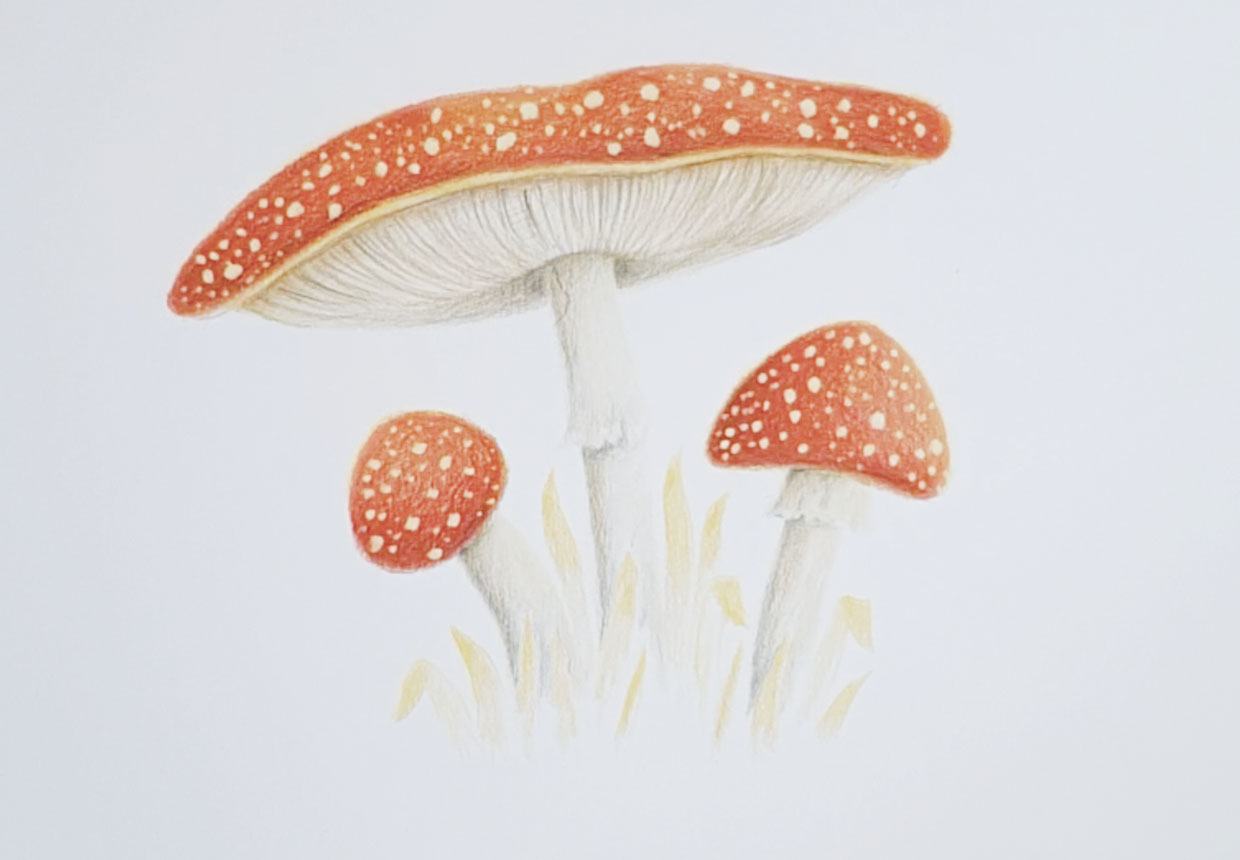 Cute Mushroom Draw Chibi Style Stock Vector (Royalty Free) 1589599375 |  Shutterstock