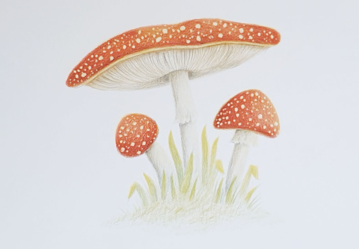 Drawing sliced mushroom hi-res stock photography and images - Alamy