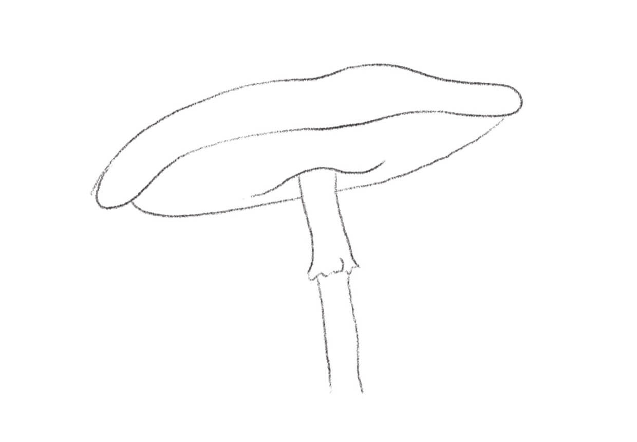 Drawing the mushroom stalk