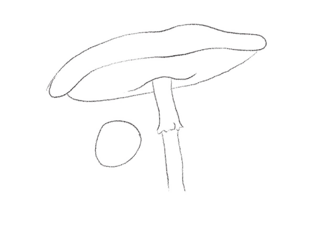 Start drawing the baby mushroom