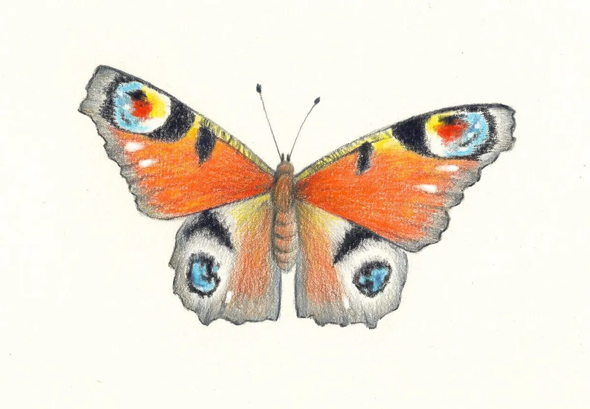 https://c02.purpledshub.com/uploads/sites/51/2022/10/butterfly-drawing-d1a36d2.jpeg?webp=1&w=1200