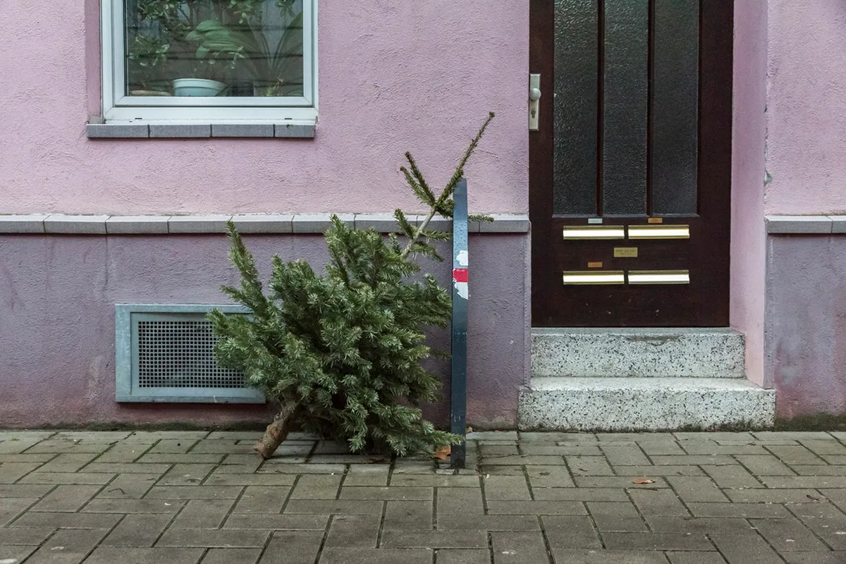 Christmas tree after the festival stands in front of pink house for recycling