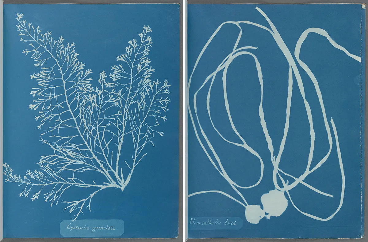 Cyanotype: Get started with our beginner's guide