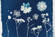 Your Complete Guide To Cyanotype Printing Gathered