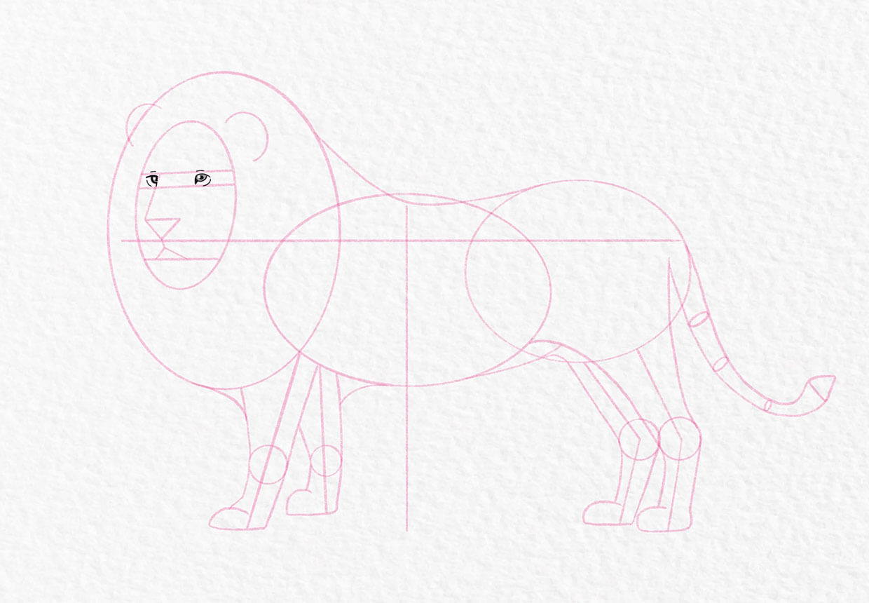 Lion drawing, step 11