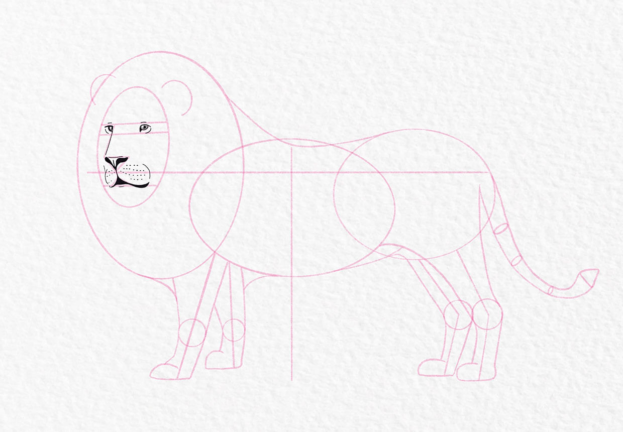 Lion drawing, step 12