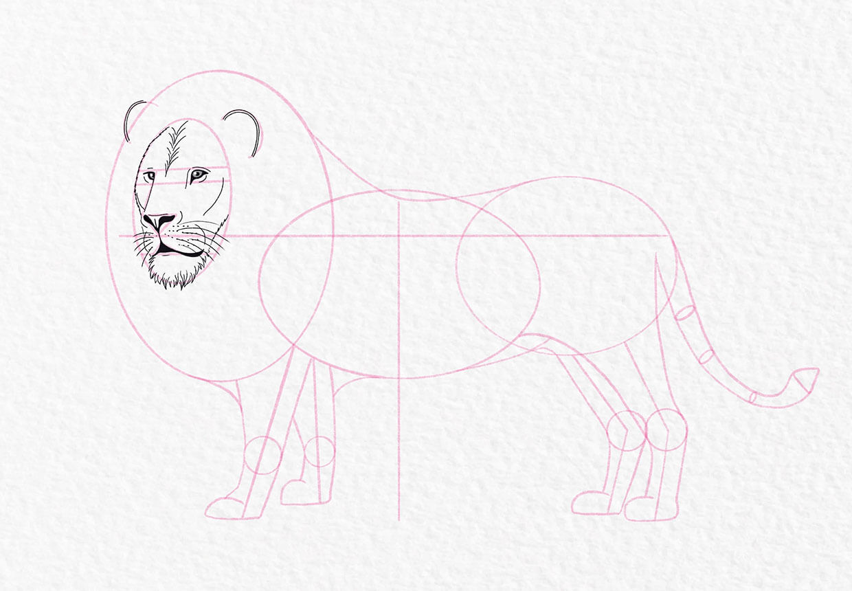 Lion drawing, step 13