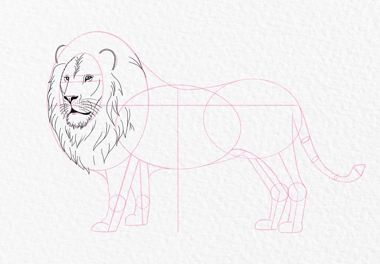 Lion drawing, step 14