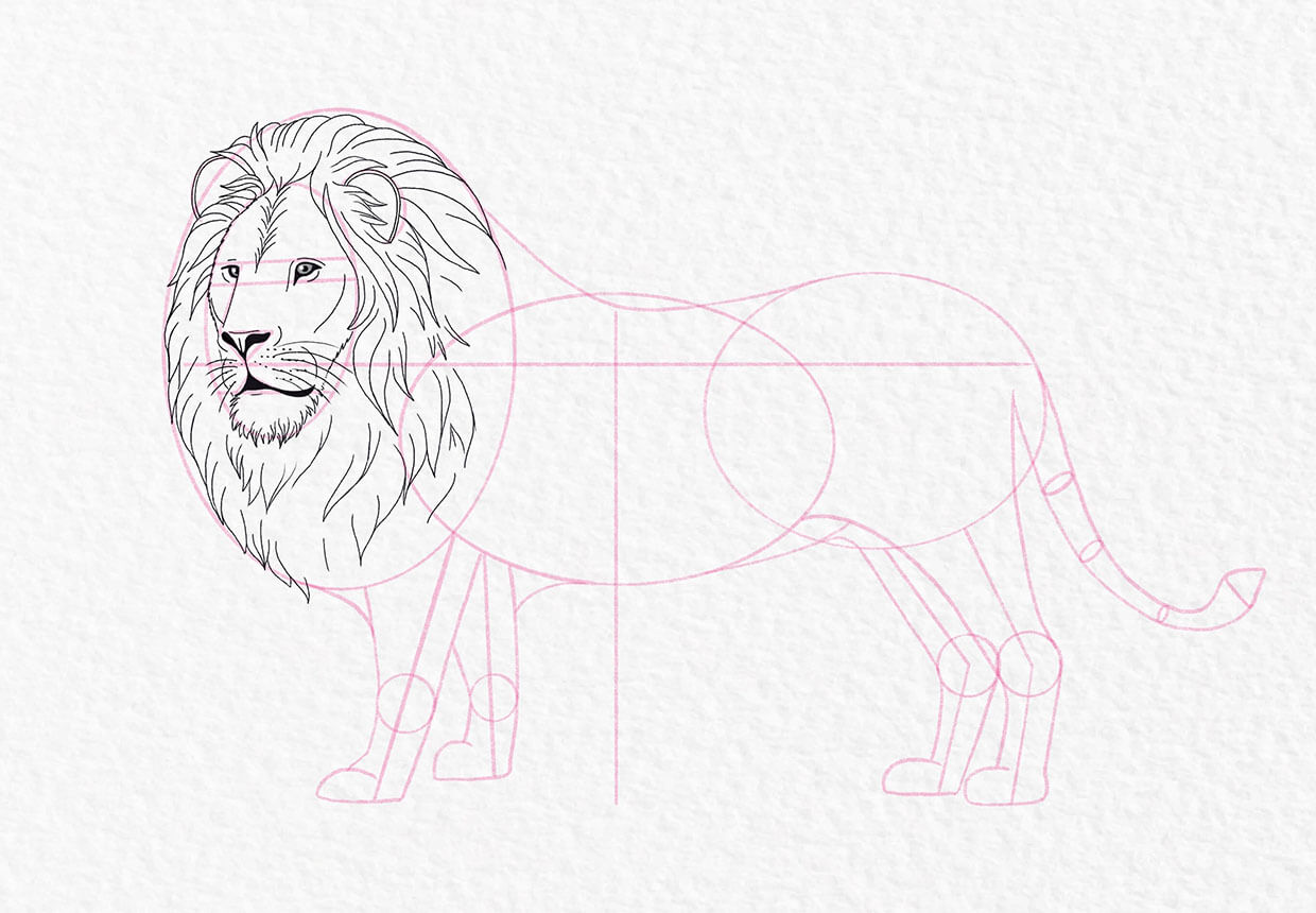 Lion drawing, step 15