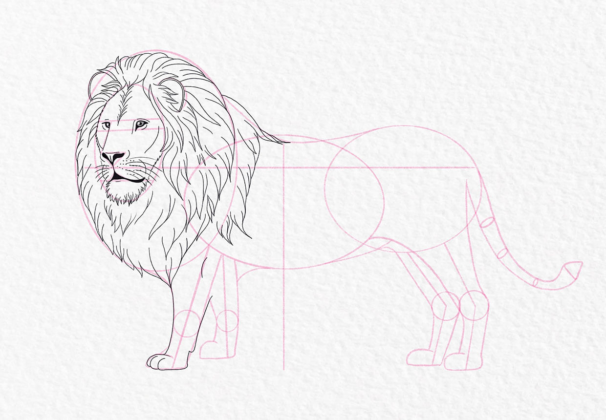 Lion drawing, step 16