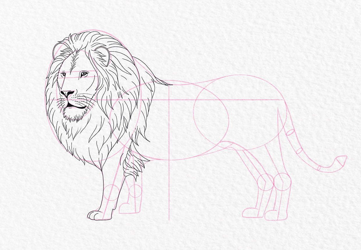 Lion drawing, step 17