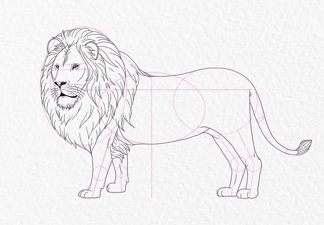 Lion drawing, step 18