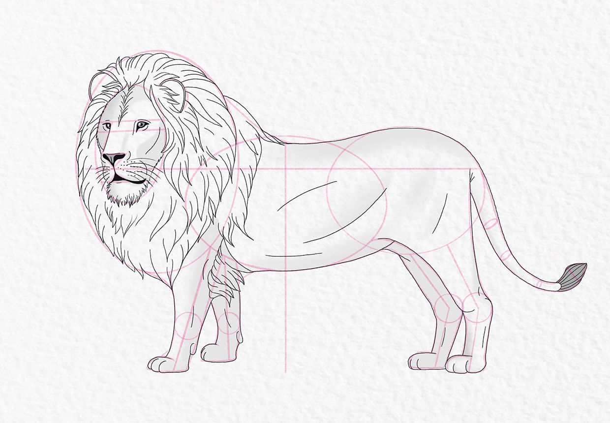 Lion drawing, step 19