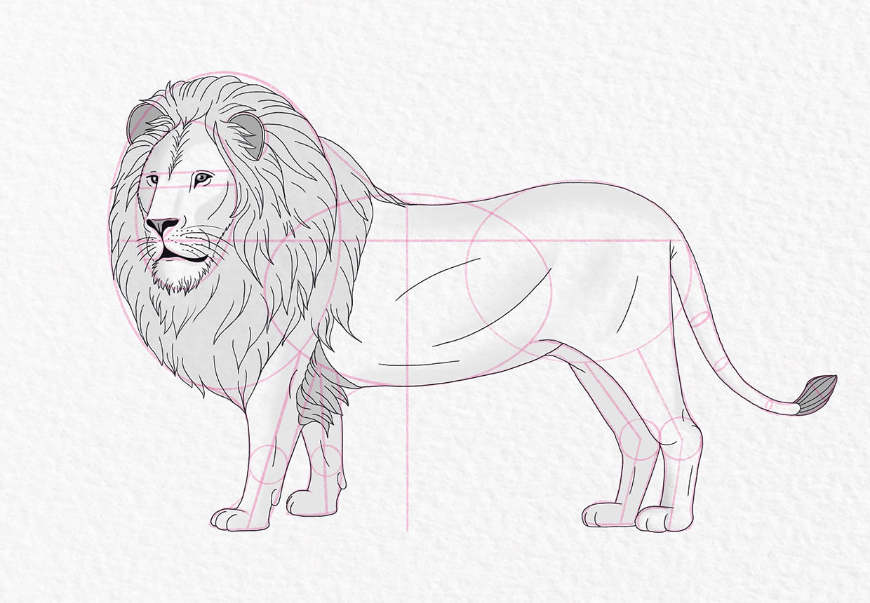 Lion drawing, step 20