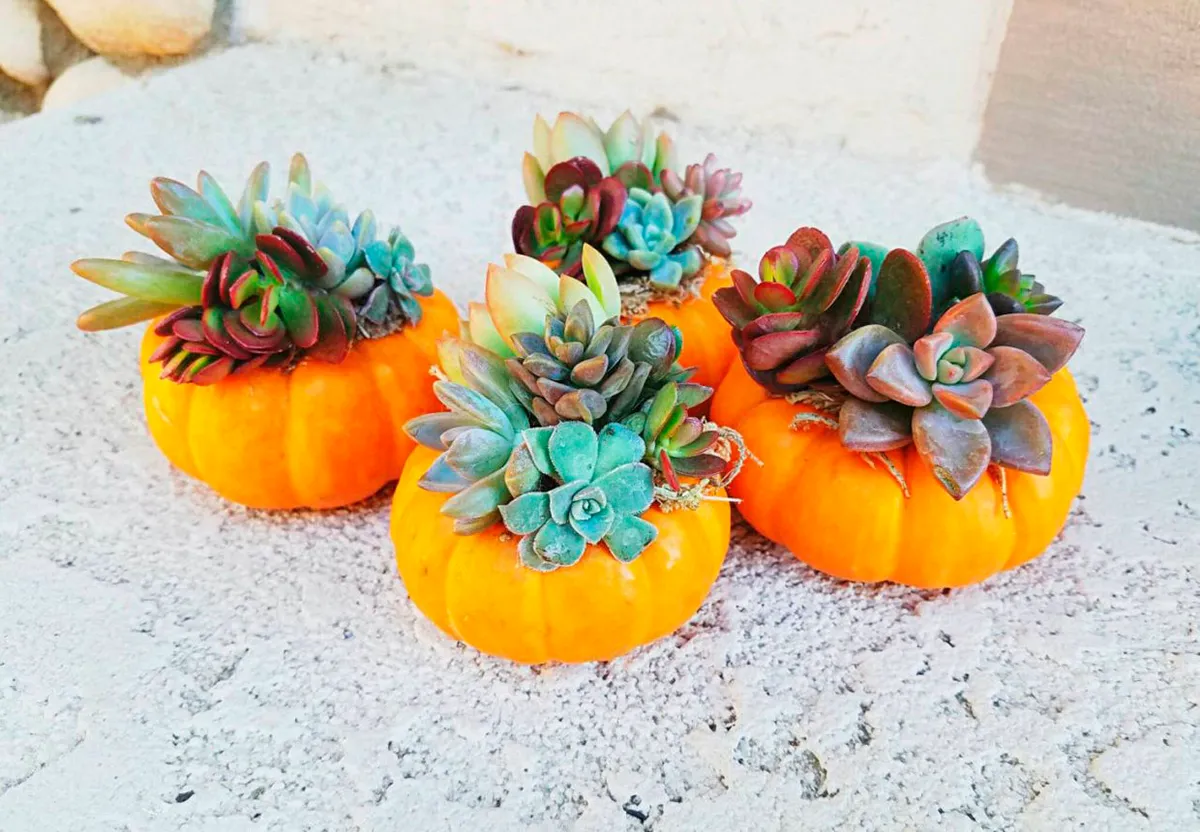 Pumpkin terrariums